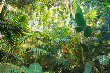 Panele Szklane  Dzika tropikalna dżungla, egzotyczne liście