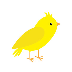 Canary bird. Yellow feather. White background. Isolated Flat design style.