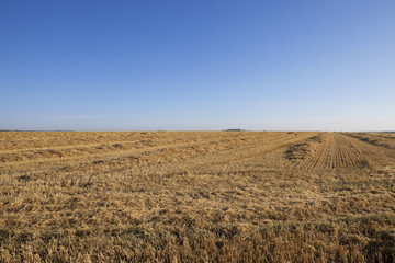 Obraz premium harvesting wheat, cereals 
