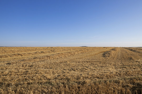 harvesting wheat, cereals 