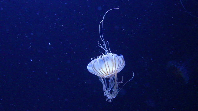 Blue jellyfish swimming deep under water.