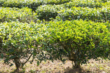 Green tea leaves on tea plantation