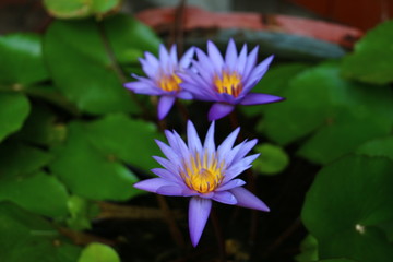 This beautiful waterlily or lotus flower is complimented by the drak colors of the deep blue water...