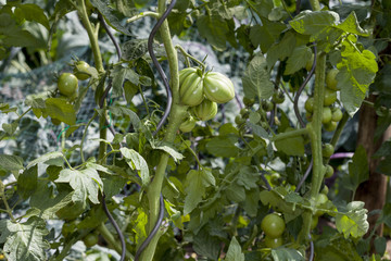 Tomaten im Garten