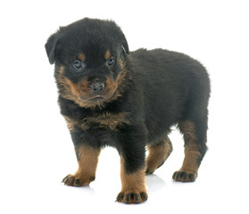 young puppy rottweiler