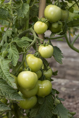 Tomaten im Garten