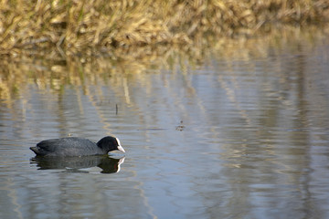 Eurasian coot (Fulica atra - Fulica Fulica) swimming on pond