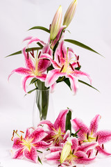 Several pink lilies