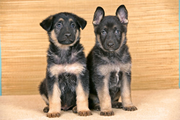 Two eight week old German Shepherd puppies in house