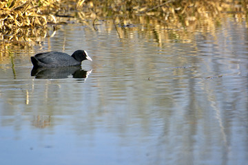 Eurasian coot (Fulica atra - Fulica Fulica) swimming on pond