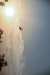 Colibri flying to the sun in Los Angeles, CA, USA