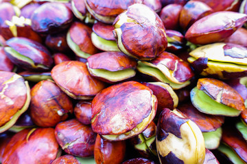 Djenkol bean fruit