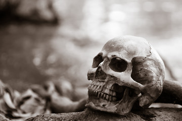 Skull under the tree in the forest , digital effect abstract for background