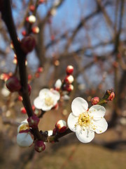 開花した白梅