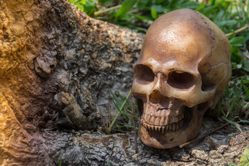 Skull under the tree in the forest , digital effect abstract for background