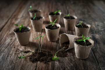 Planting young tomato seedlings in peat pots on wooden background. Agriculture, garden, homegrown food, vegetables, self-sufficient home, sustainable household concept. Copy space