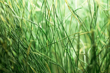 Green grass background