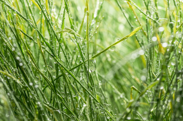 dew on the green grass