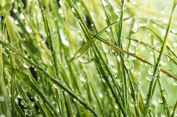 dew on the green grass