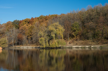 Fototapeta na wymiar Willow on the shore lake