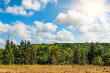 Forest against the blue sky