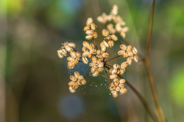 dried flowers in the field