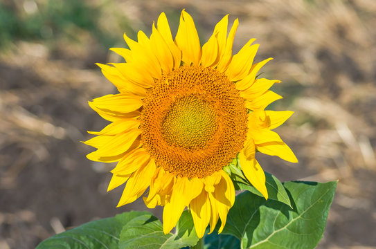 Blooming organic sunflower