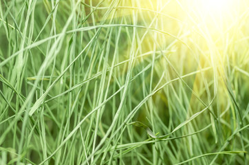 Green grass background
