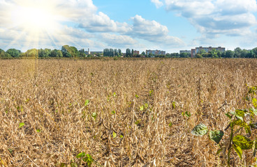 Fototapeta na wymiar Ripe soybeans on the field