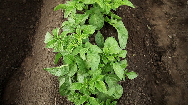 Green potato plant growing in the field