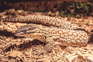 Lizard in the terrarium - leopard gecko