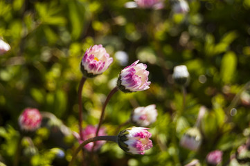 Central position Close pink daisy flowers