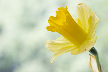 Daffodil high key