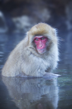 Japanese snow monkey bathing in hot spring in Jigokudani Park