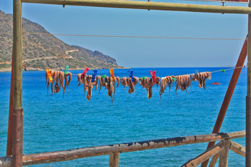 Mediterranean Octopus on the rope, preparing for cooking. Greece island Crete. Sea, sunny day.