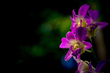 Fototapeta na wymiar The purple orchid flower , digital effect abstract for background