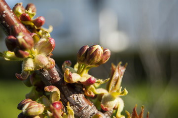 Diagonal position open buds
