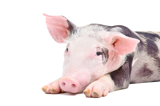 Portrait of the pig isolated on white background