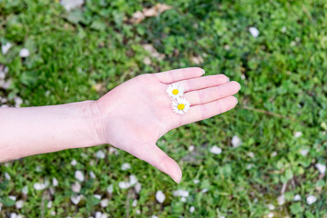 A female hand holding 2 daisies among fingers