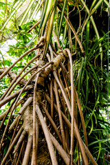 Wild tropical jungle, exotic leaves