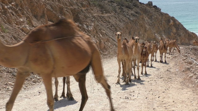 Caravan of camels walking on the road, Oman