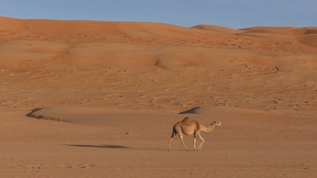 Lonely Camel between sand dunes in Oman
