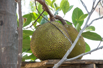 Focus jackfruit on the tree