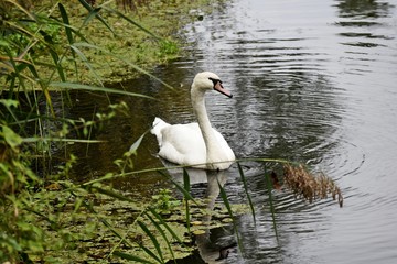 Höckerschwan schwimmend im Spreewald