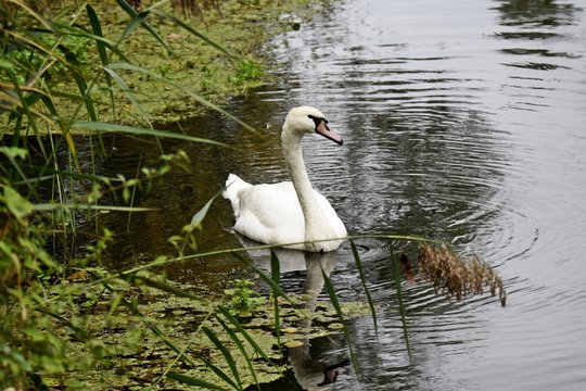 H&ouml;ckerschwan schwimmend im Spreewald