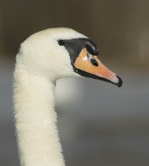 Mute Swan