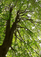 faggio (Fagus sylvatica) monumentale