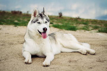 Dog. Portrait of Siberian Husky. Dog on the river bank. Landscape