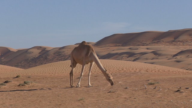 Camel is standing in the desert and eats dry grass, Oman