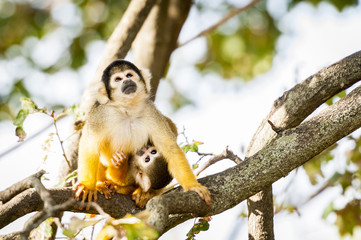 Maman singe et son petit